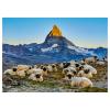 Puzzle Meet the Sheep Zermatt